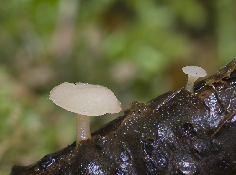 Cudoniella clavus